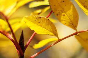 Sorbus pohuashanensis en automne